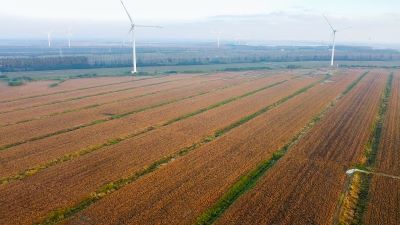 Coastal Agricultural Farm Of Edamame